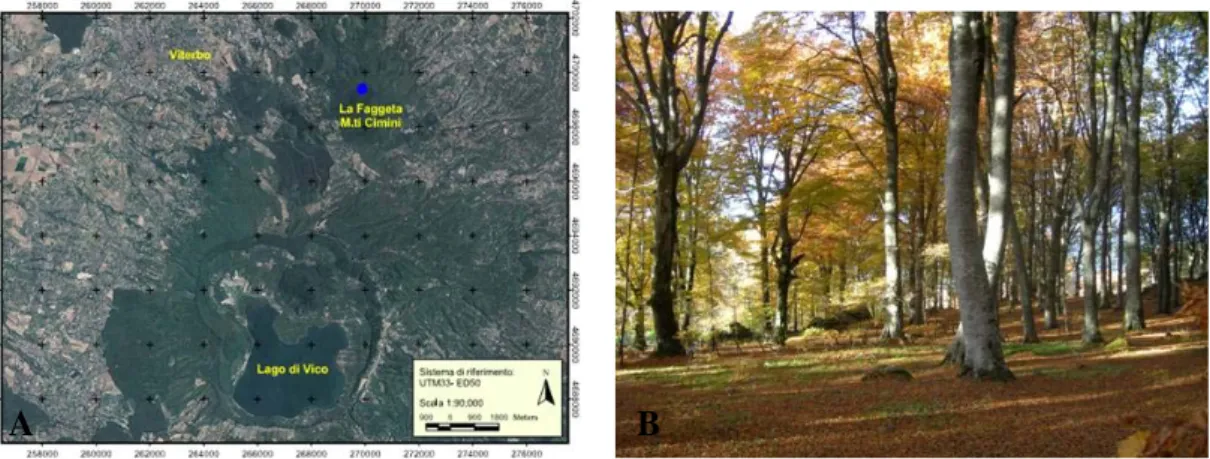 Fig. 9. A) Study site tracking on Monte Cimino area (referent system UTM33- UTM33-ED50)