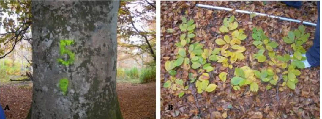 Fig. 11. A) Plant n. 5 marked with coloured paint. B) Plant materials  picked up from beech plants