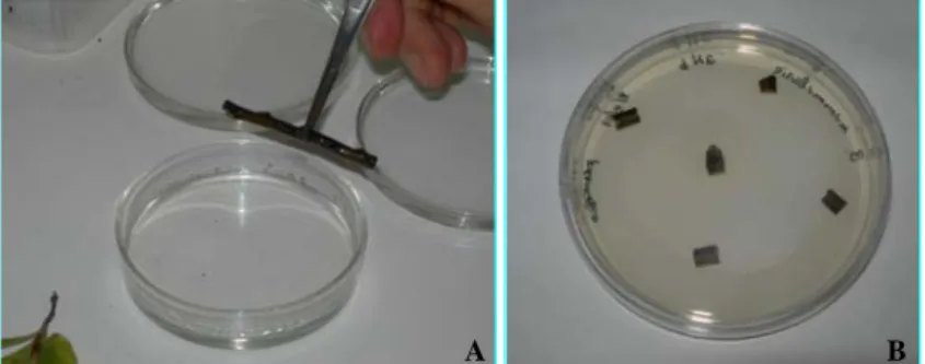 Fig. 13. A) Sterilization of plant materials. B) 5-6 small  fragments were cut for each tissue and placed in Petri  dishes on PDS medium