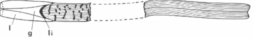 Figura 3:  foglia adulta di P. oceanica. Guaina (g) con le stipule (l) e ligula (li) (da Van der  Ben, 1971)