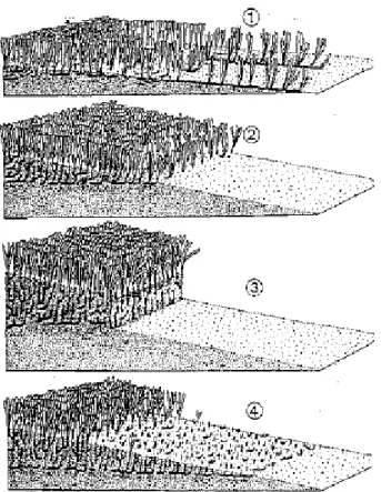 Figura 1.3.2.1.:  Profili schematici del limite inferiore della prateria di Posidonia oceanica:  1) limite progressivo 2) limite netto 3) limite erosivo 4) limite regressivo