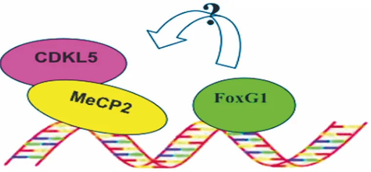 Figura 4. Rappresentazione schematica dei tre geni mutati nella Sindrome di Rett 