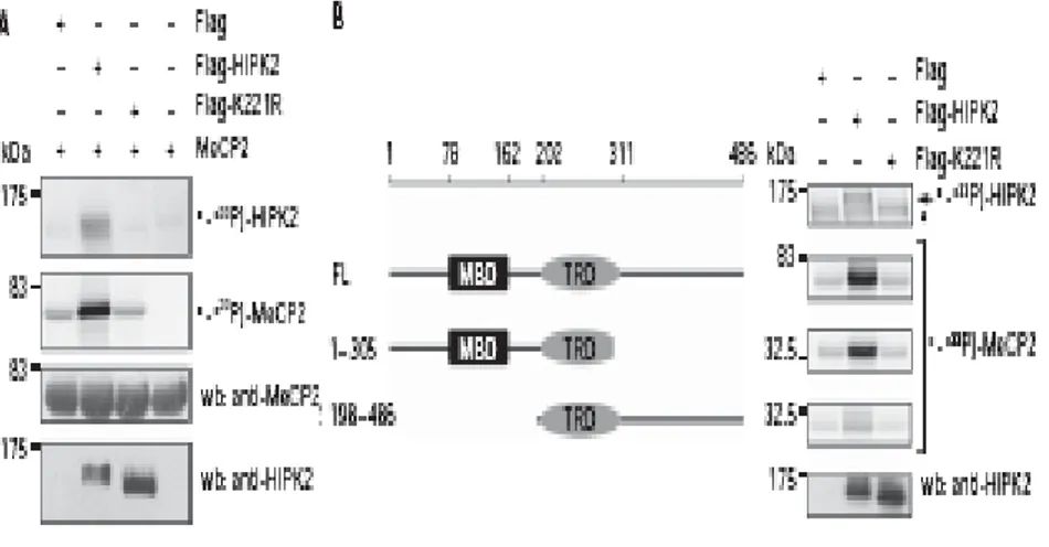 Figura 6. HIPK2 fosforila la regione N-terminale di MeCP2 in vitro. A: HEK293T trasfettate con FLAG-