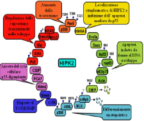 Figura 2. Rappresentazione schematica dei fattori che interagiscono con HIPK2. Delle proteine riportate 