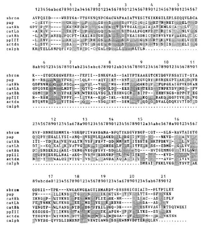 Figure 14: Alignment of the bromelain (sbrom) sequence with those of papain (pap), human  cathepsin H (catHh), human cathepsin L (catLh), human cathepsin B (catBh), papaya proteinase 