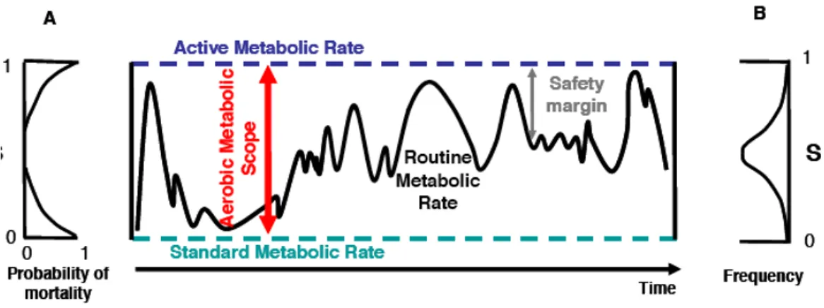 Figura 4: diagramma della variazione nel tasso metabolico di routine, confinato tra il tasso metabolico attivo (AMR o  tasso  metabolico  massimo)  e  il  metabolismo  basale  (SMR)
