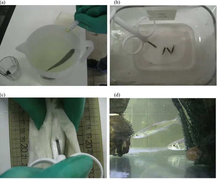 Figura  20:  immagini  della  marcatura  degli  individui  sottoposti  ad  esperimenti:  (a)  anestesia;  (b)  Pit-tags  (Loligo  system); (c) l'inserimento del tag; (d) alcuni individui in acquario (dopo la marcatura) durante il risveglio dall'anetesia