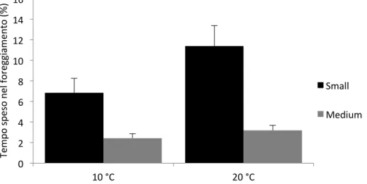 Figura 26: Rappresentazione grafica dei valori medi di tempo speso nel foraggiamento alle due temperature (10°C, 20  °C) e alle diverse taglie (piccoli e medi)