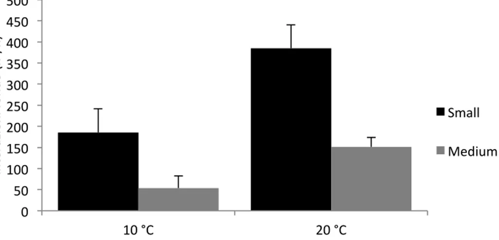 Figura  27:  rappresentazione  grafica  dei  valori  medi  del  numero  di  interazioni  (n°/h)  con  il  fondo  durante  il  foraggiamento alle due differenti temperature (10°C, 20 °C) e alle diverse taglie (piccoli e medi)