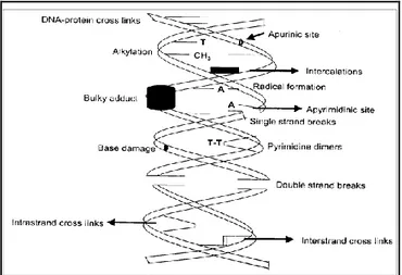 Figura 8 Lesioni primarie indotte al DNA da agenti mutageni chimici e fisici 