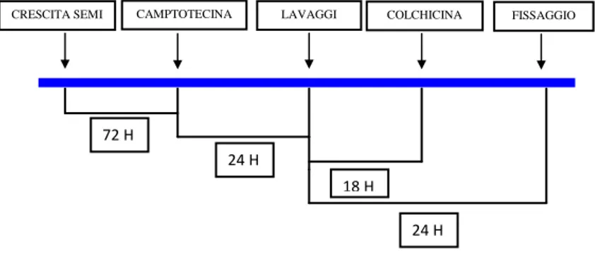 Figura 13 Protocollo sperimentale per l‘induzione di Aberrazioni Cromosomiche in seguito a trattamento     