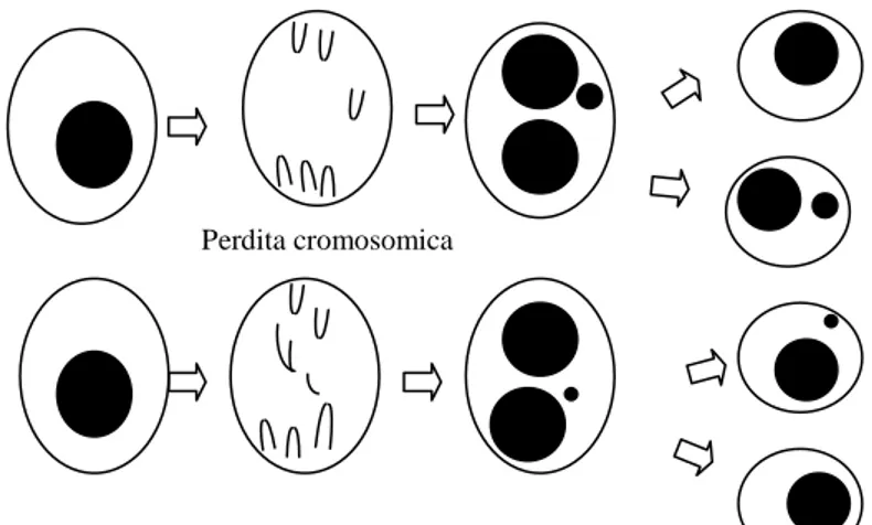Figura 17 Meccanismo di formazione dei micronuclei . 