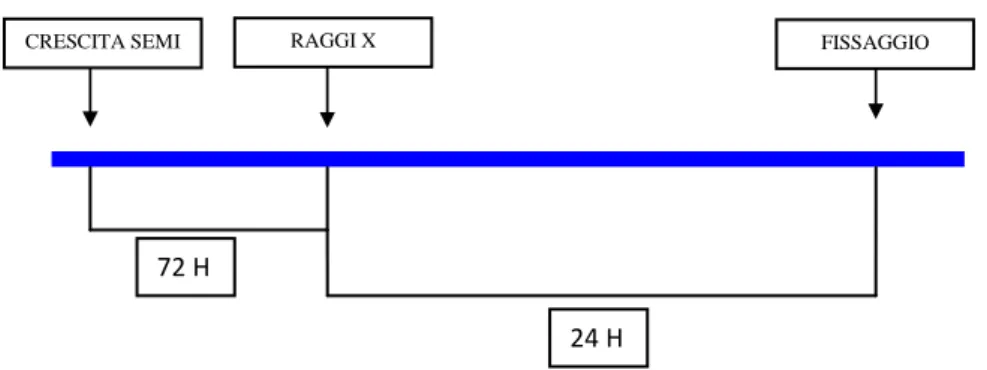 Figura 20 Protocollo sperimentale per l‘induzione di Micronuclei in seguito a trattamento con raggi X 