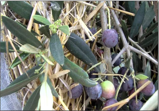 Fig. 7 Muff-unclothed ripening fruits on a nearly flowering olive tree, Spring 2008 