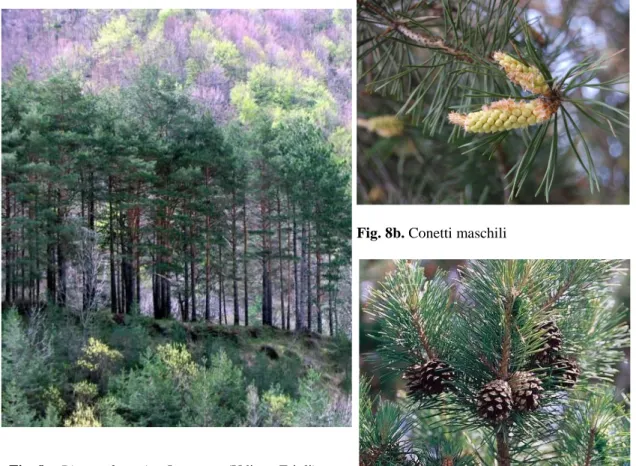 Fig. 8a. Pinus sylvestris a Lusevera (Udine– Friuli) 