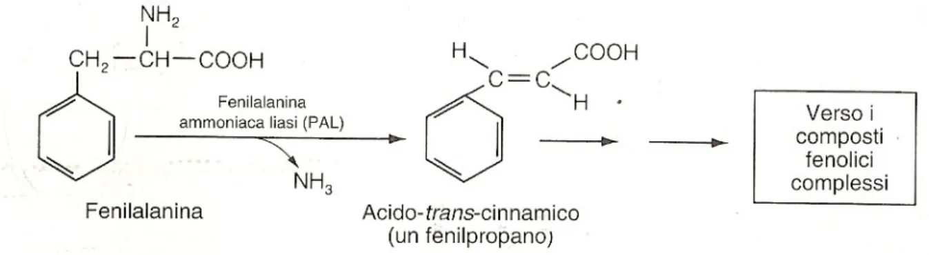 Figura   2   –   Deaminazione     della   fenilalanina   ad   acido   trans-cinnamico   catalizzata dalla fenilanina ammoniaca-liasi (PAL)