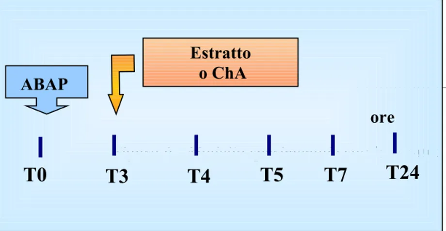 Figura 6 - Modello sperimentale studio in vitro