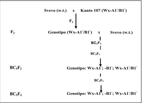 Figura 4.1 Schema degli incroci effettuati per la produzione di linee quasi isogeniche per le proteine waxy in 