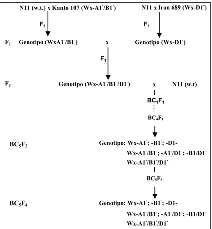 Figura 4.2 Schema degli incroci effettuati per la produzione di linee quasi isogeniche per le proteine waxy in  frumento tenero