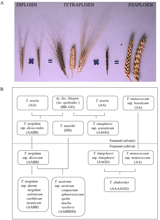 Figura 1.2 A-Schema degli incroci che hanno dato origine ai frumenti poliploidi. B-Evoluzione del  genere Triticum