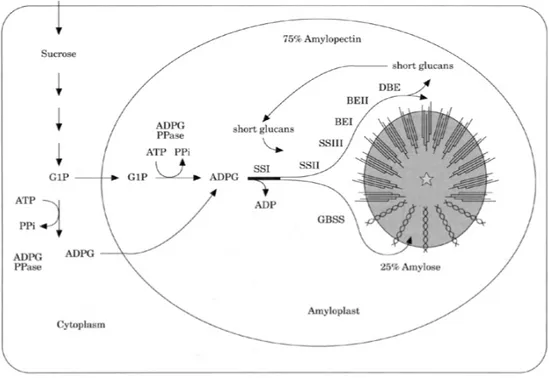 Figura 1.8 Schema generale della biosintesi dell’amido all’interno di una cellula dell’endosperma dei  cereali (da Rahman et al., 2000)