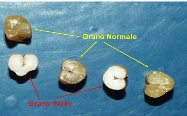 Figura 1.9 Cariossidi di frumento normali e waxy. Quelle waxy sono facilmente riconoscibili per il  tipico aspetto ceroso