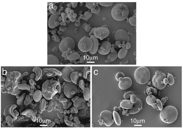 Figura 1.11 Granuli di amido estratti dall’endosperma di frumento tenero wild type (a), transgenico in  cui il gene BEIIa è silenziato (b) e transgenico in cui il gene BEIIb è silenziato (c) (da Regina et al.,  2006)