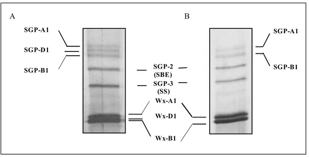 Figura 1.13 SDS-PAGE delle proteine estratte dai granuli d’amido isolate da cariossidi di frumento  tenero (A) e duro (B)