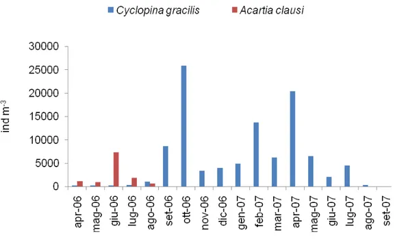 Figura 39. Variazioni nel tempo delle densità di Cyclopina gracilis e Acartia clausi. 