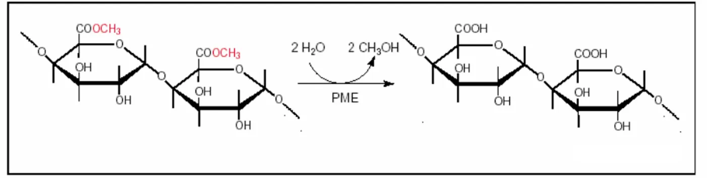 Figure 3. Demethylesterification of pectins by pectin methylesterases (PME) (Micheli et al., 2000)