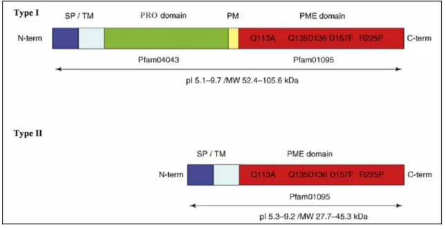 Figure 4.  Pectin methylesterase (PME) structural motifs. Type I and Type II PMEs possess a conserved PME 