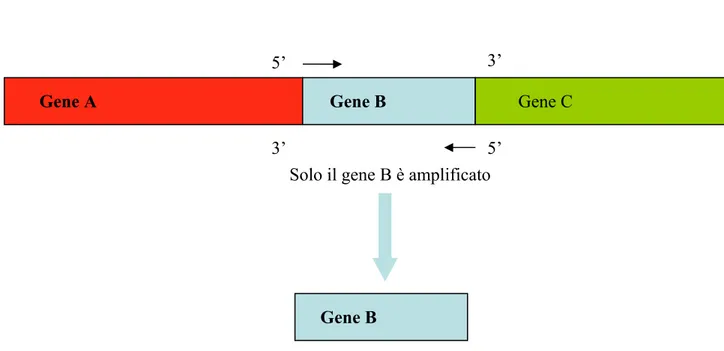 Fig. 3.1: Esempio di ‘short-products’ avente una lunghezza fra i 2 primers utilizzati nella PCR