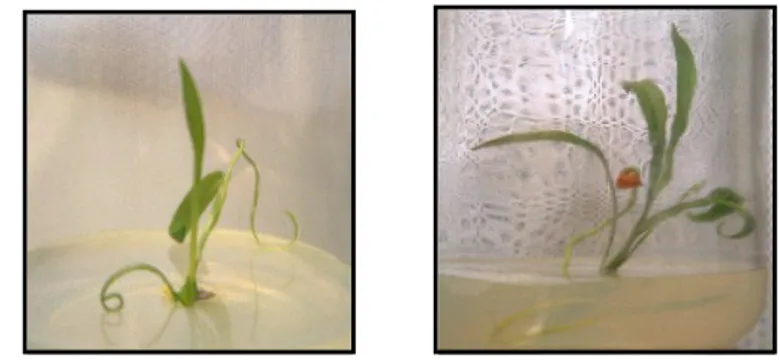 Fig. 4.11 - Bulbetti sviluppati ‘in vitro’  da destinare ad estrazione del DNA.