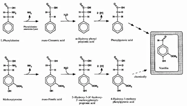 Figura 7:  Biotrasformazione  di  aminoacidi  aromatici  a  vanillina  (Priefert  et  al.,  2001)