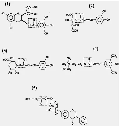 Figura 3. Strutture di esteri idrossicinnamati e flavonoidi idrosolubili. I legami esterei di ogni molecola sono 