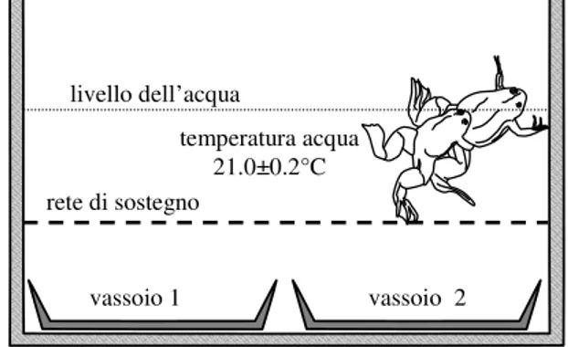 Figure  1.  Acquario  predisposto  per  la  riproduzione  con  rete  di  sostegno  per  gli  adulti  e  vassoi  per  raccogliere le uova fertilizzate [Severini et al., in review]