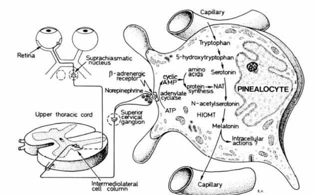 Fig. 1. Schema delle connessioni tra occhi  e ghiandola pineale che mostra la localizzazione dell’orologio  biologico nel nucleo soprachiasmatico superiore [Reiter, 1998]