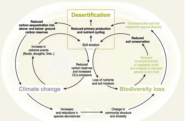 Figure 2.1 Linkages and feedback loops among desertification, global change and biodiversity loss 