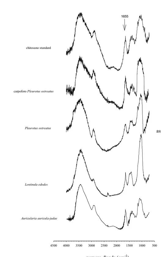 Fig. 9 – Spettri FT-IR di alcuni campioni di chitosano ottenuti dalla deacetilazione  chimica di chitina estratta da alcuni miceli e dal carpoforo di P