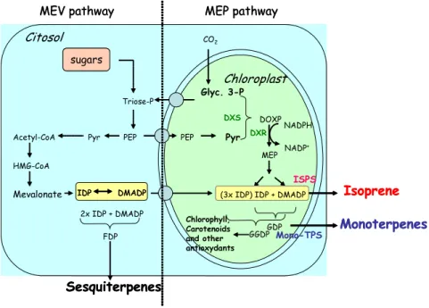 Figure 3: Synthesized overview of isoprenoids metabolic pathways localized into the cytosol (MEV) and into  the chloroplasts (MEP) of plants