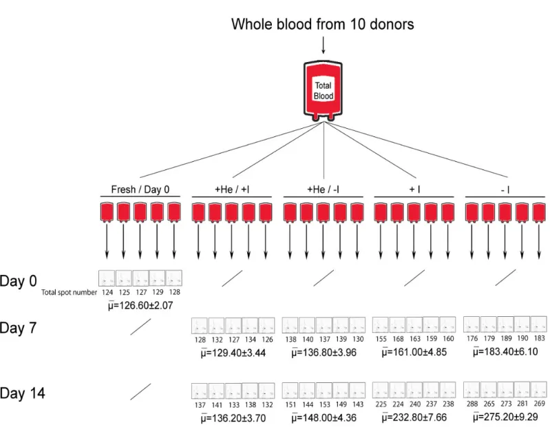 Figura 2.4 Rappresentazione schematica dell’approccio sperimentale. Tutto il sangue fresco prelevato da 10 donatori sani  è stato mescolato e successivamente suddiviso in 25 aliquote, 5 per ogni esperimento