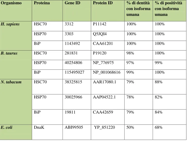Tabella  2.  Omologia  fra  le  isoforme  delle  HSP70  umane  e  quelle  di  Bos  taurus  (unica  HSP70  di 