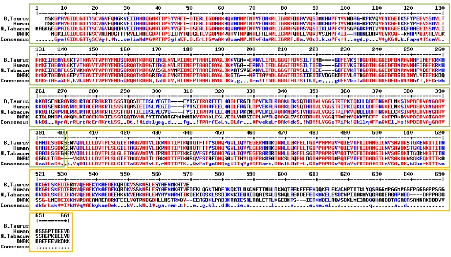 Figura 3.  Allineamento della sequenza primaria (aminoacidica) delle HSP70 isoforma citosolica costitutiva di Bos taurus, umana , di 