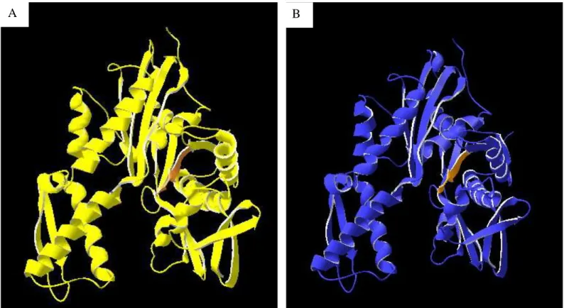 Figura 6.    Pannelo  A: Struttura tridimensionale  del  dominio  per il legame con i  nucleotidi (NBD) di 