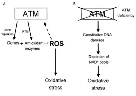 Figura 5.g.  Due ipotesi per spiegare come l’assenza di ATM può comportare stress 