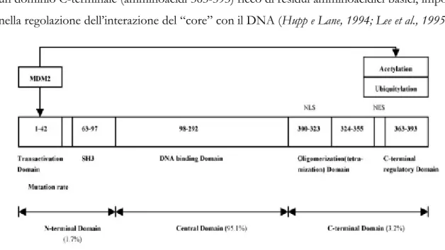 Figura 6.a. Struttura della p53 umana