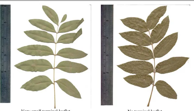 Figure 44. leaf shapes of P. palaestina.  Table 20. The maximum and minimum of leaf dimensions of the P