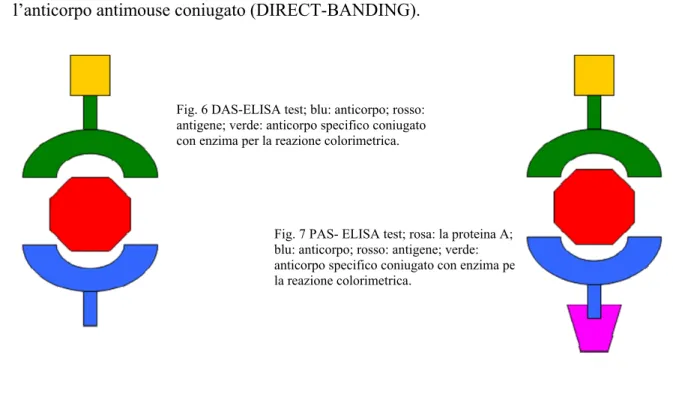 Fig. 7 PAS- ELISA test; rosa: la proteina A;  blu: anticorpo; rosso: antigene; verde:  anticorpo specifico coniugato con enzima per  la reazione colorimetrica