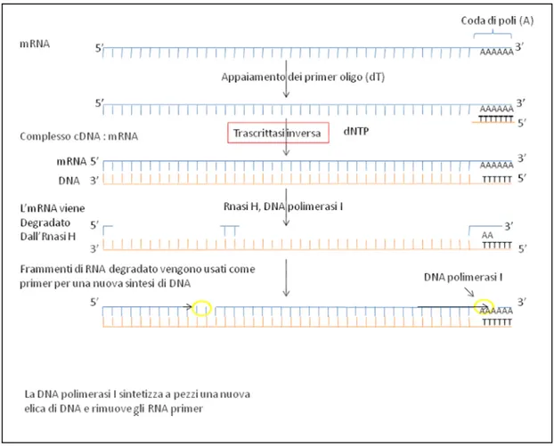 Fig. 8 Sintesi di DNA complementare a doppia elica (cDNA) da un mRNA poliadenilato, usando trascrittasi  inversa, RNasi H, DNA polimerasi I