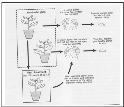 Fig. 9: Strategie per ottenere piante virus-free tramite coltura dei meristemi 